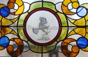 fence sparrowhawk 17.jpg